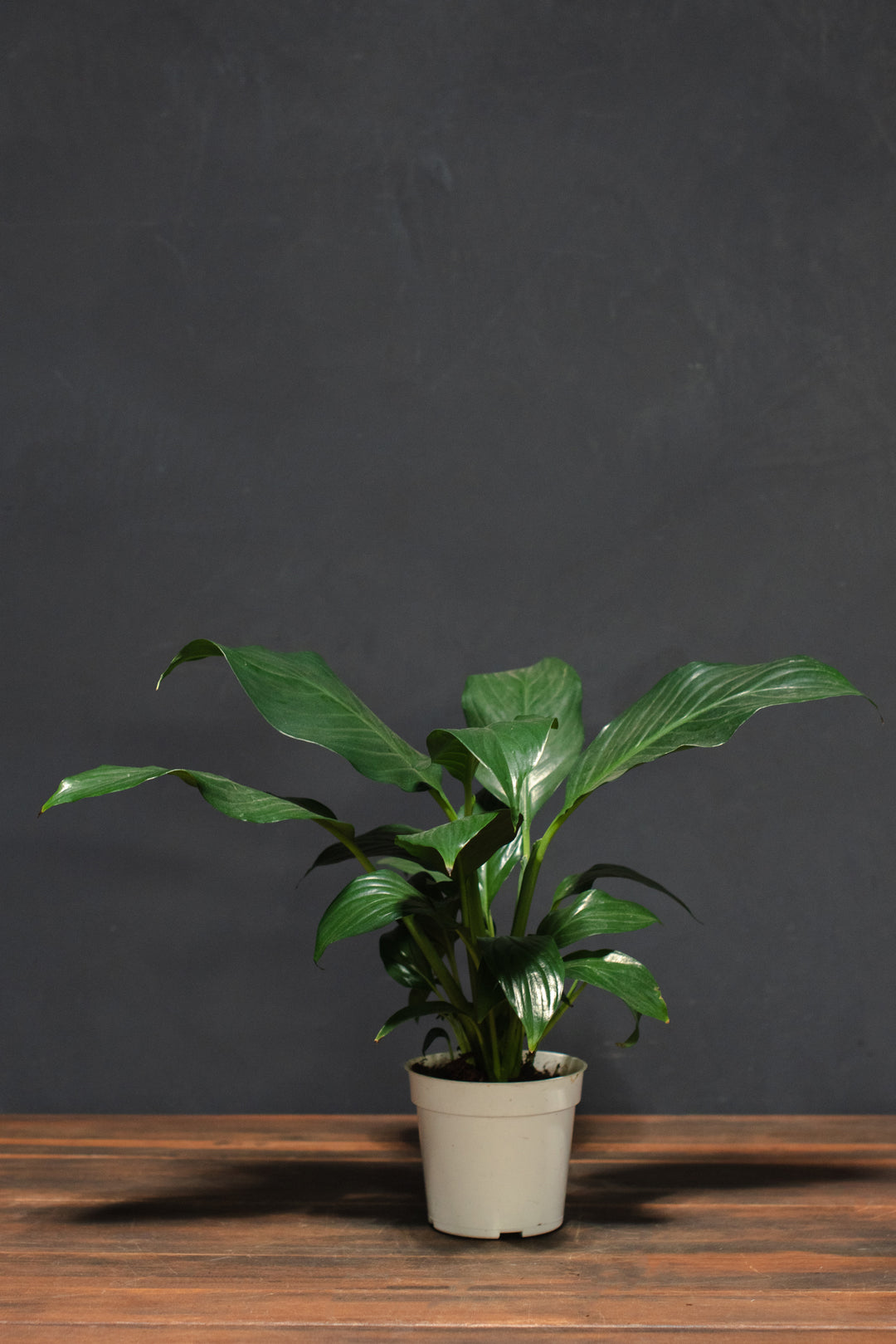 Spathiphyllum "Peace Lily"