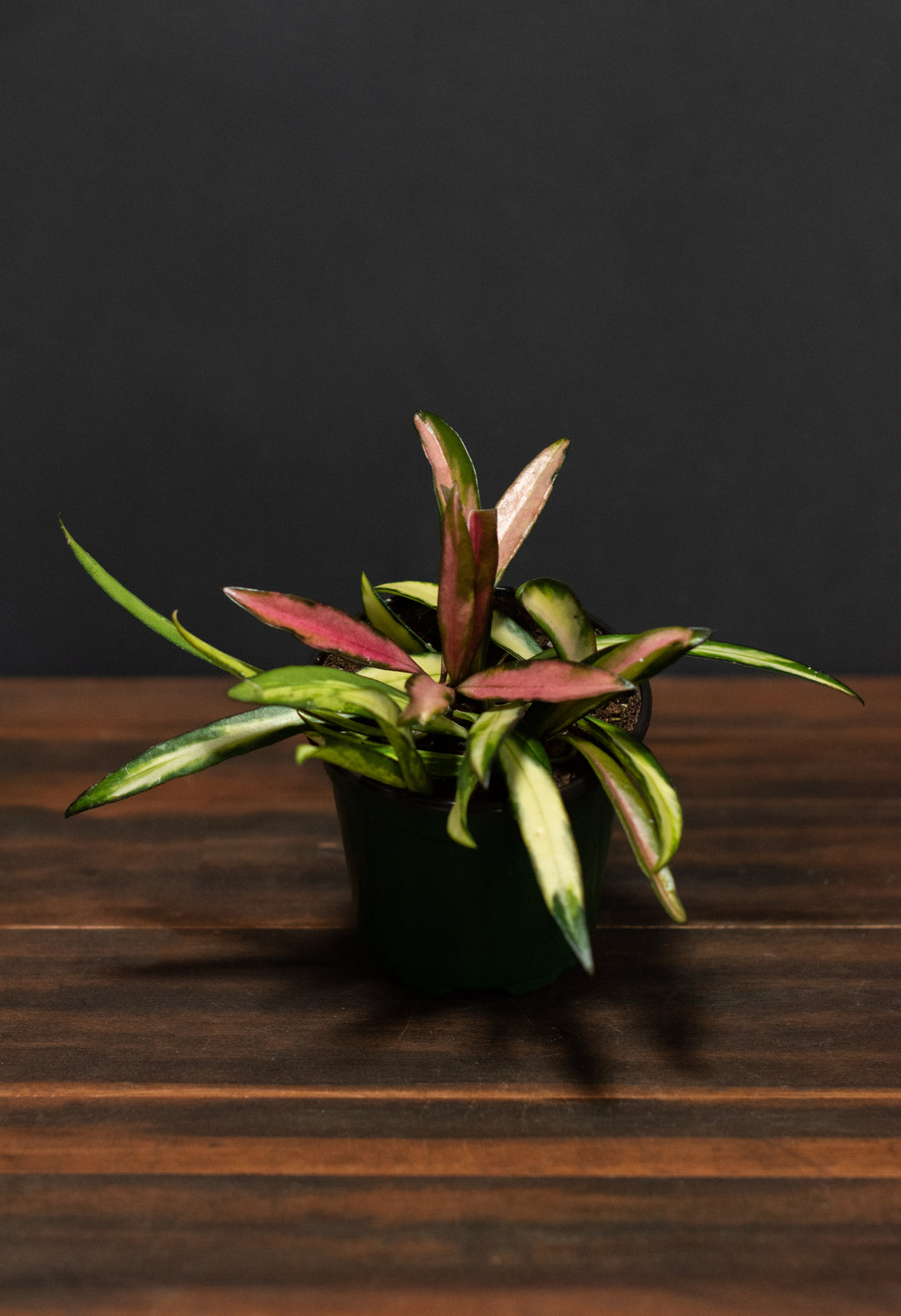 Hoya - Variegated Wayetii
