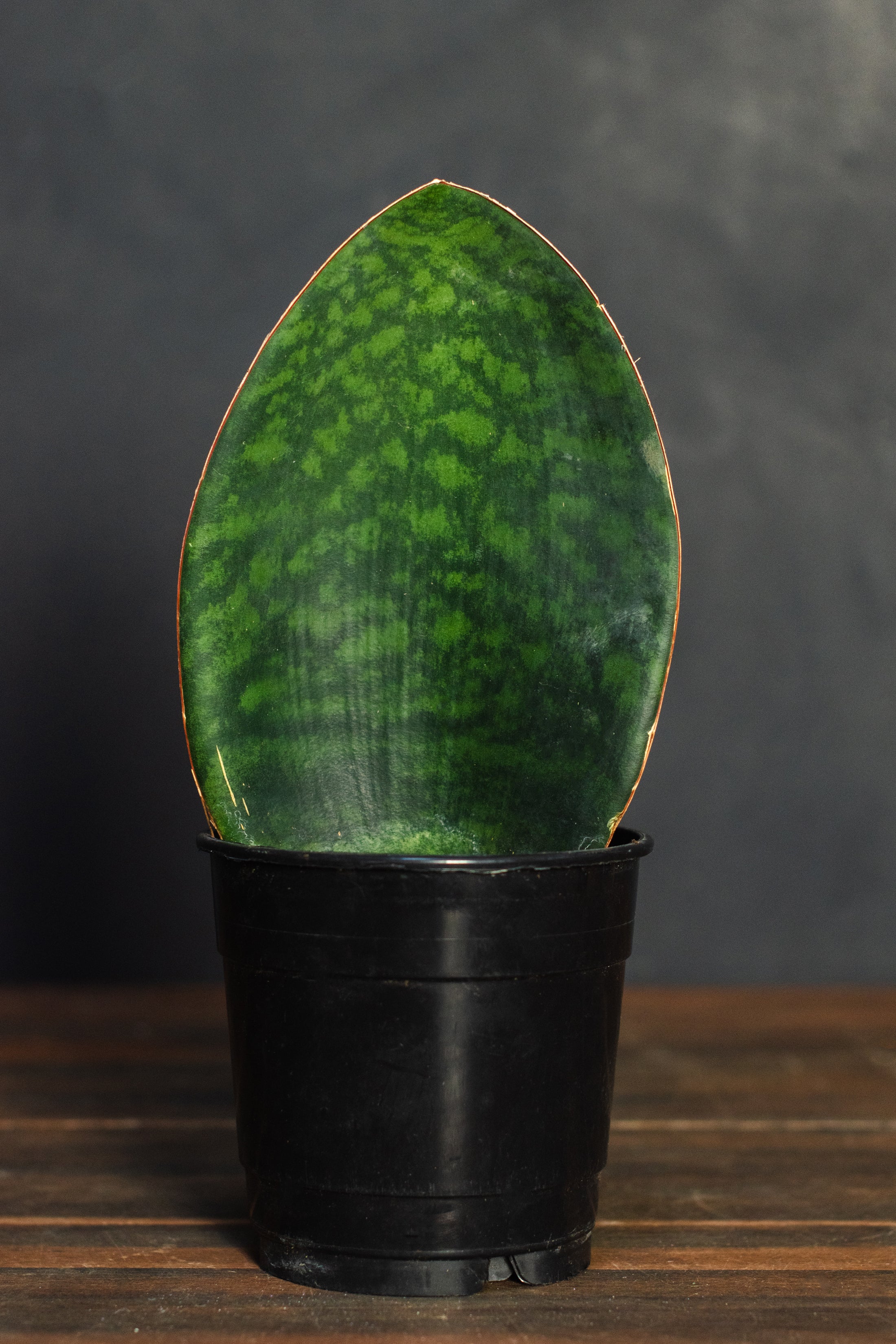 Crimson Horticultural Rarities Sansevieria Masoniana Whale Fin - Thumbnail 3