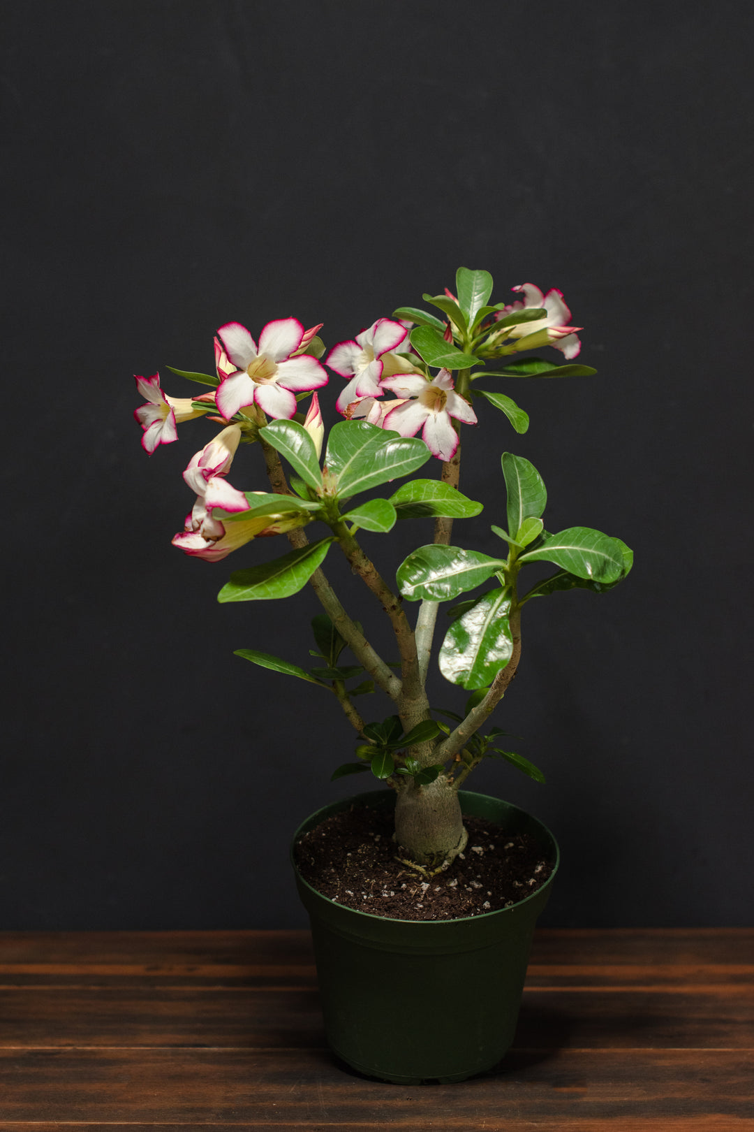 Adenium - Obesum "Desert Rose"
