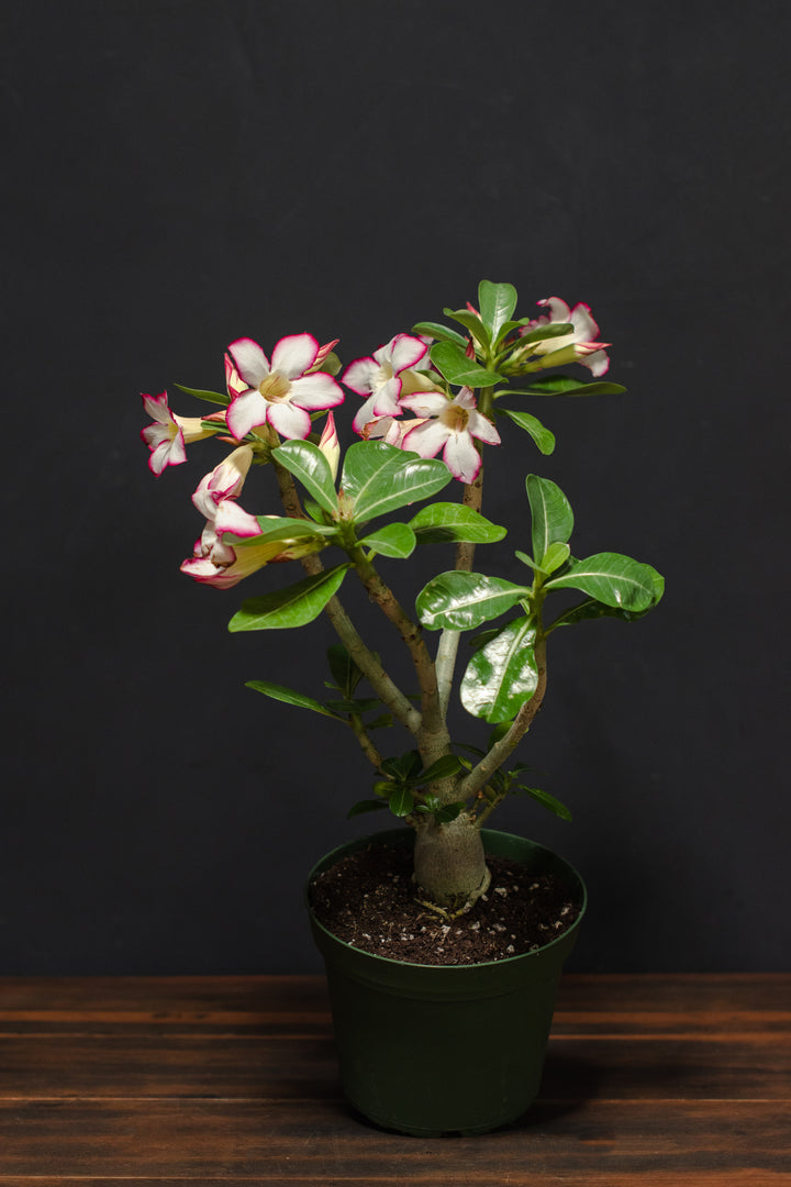 Adenium - Obesum "Desert Rose"