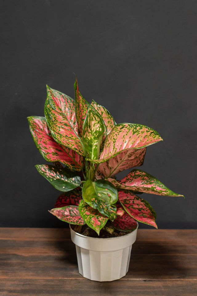 Aglaonema - Lady Valentine