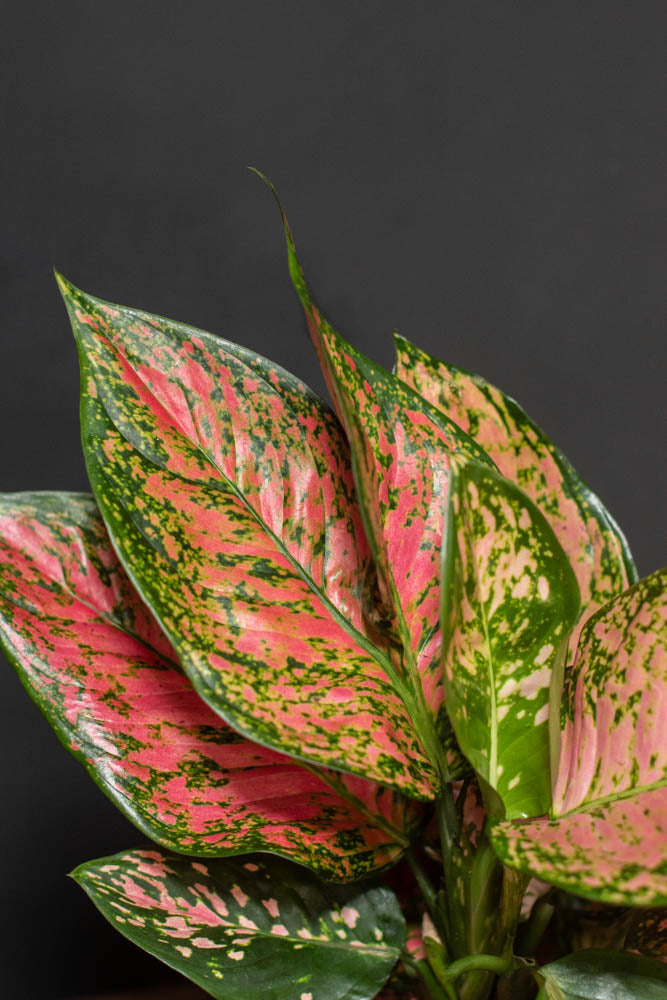 Aglaonema - Lady Valentine