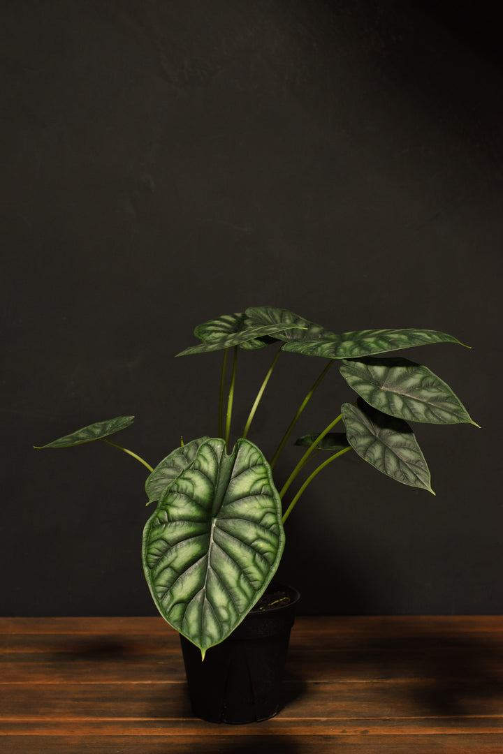 Alocasia - Baginda "Dragon Scale"