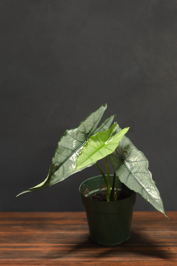 Alocasia - Heterophylla "Dragons Breath"