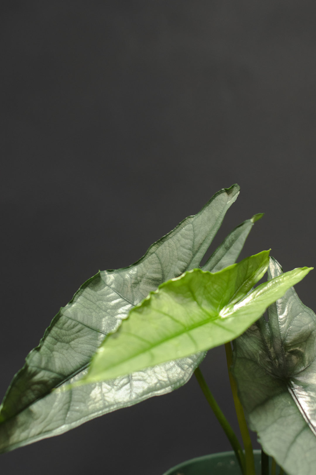 Alocasia - Heterophylla "Dragons Breath"