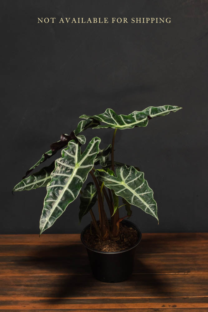 Alocasia - Polly “African Mask”