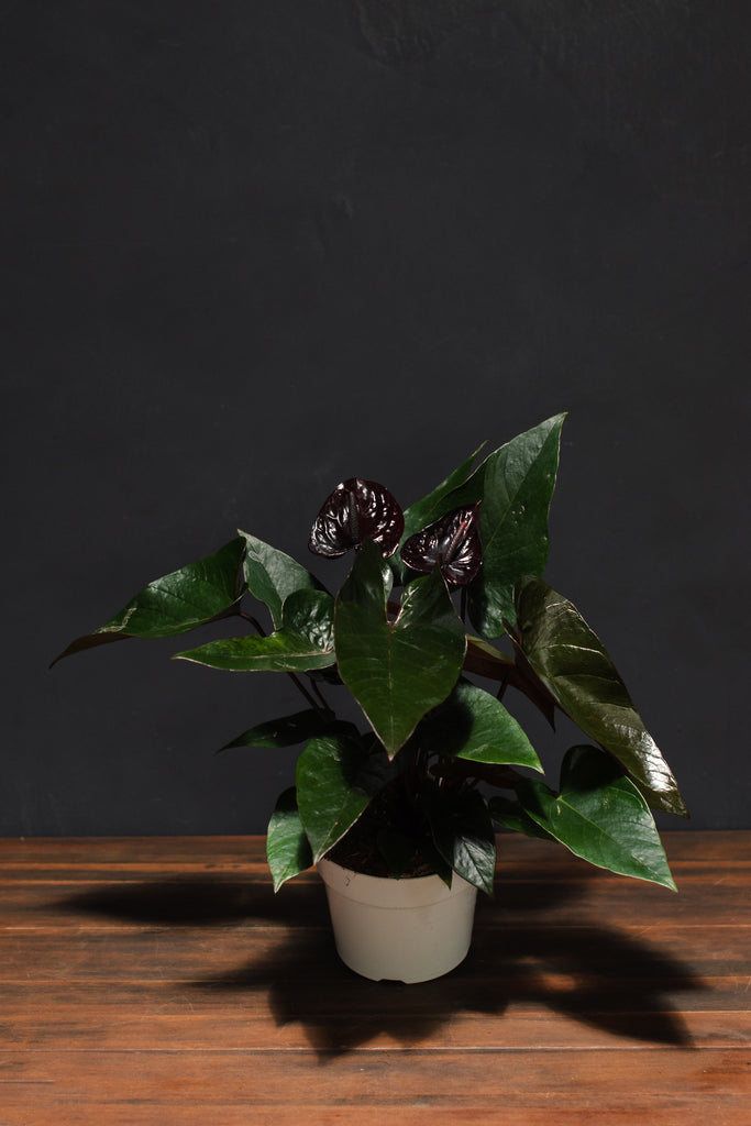 anthurium black winner Anthurium