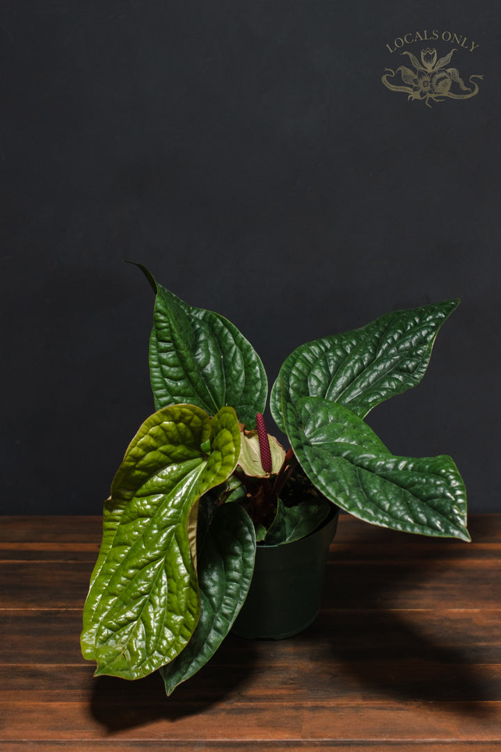 Anthurium - Radicans x Luxurians