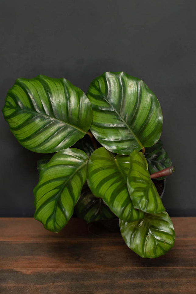 Calathea - Fasciata