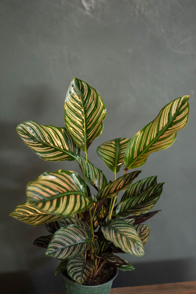calathea ornata indoor plant Calathea