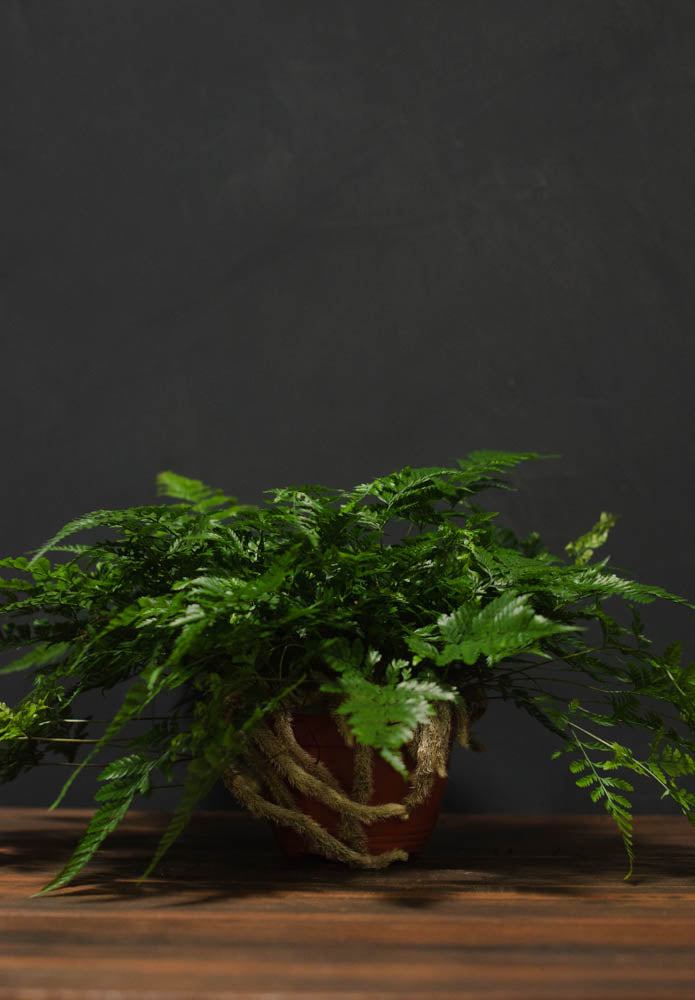 Fern - Rabbit's Foot