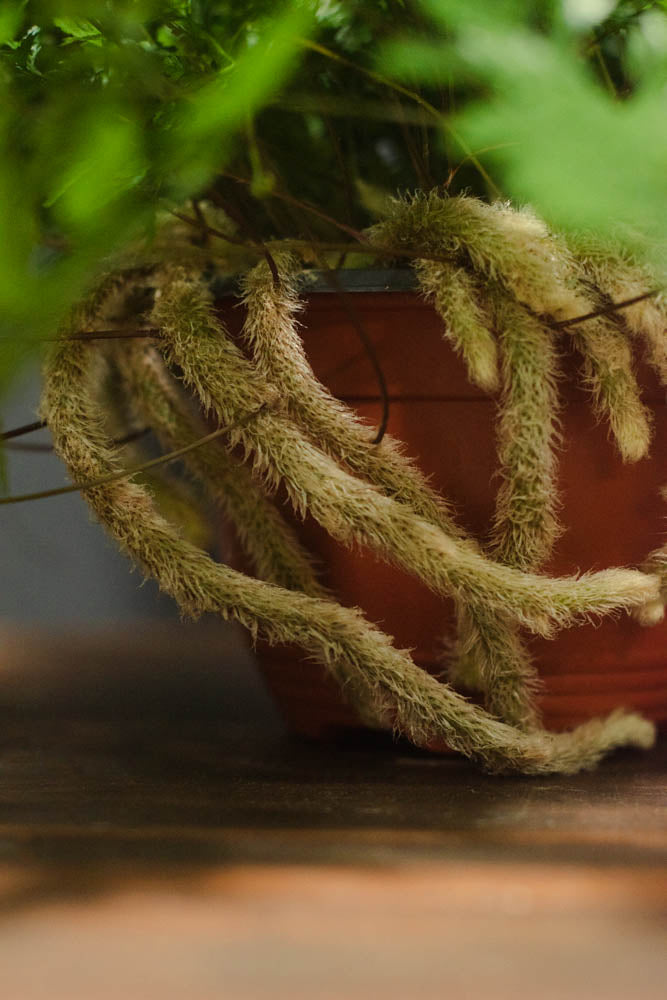 Fern - Rabbit's Foot