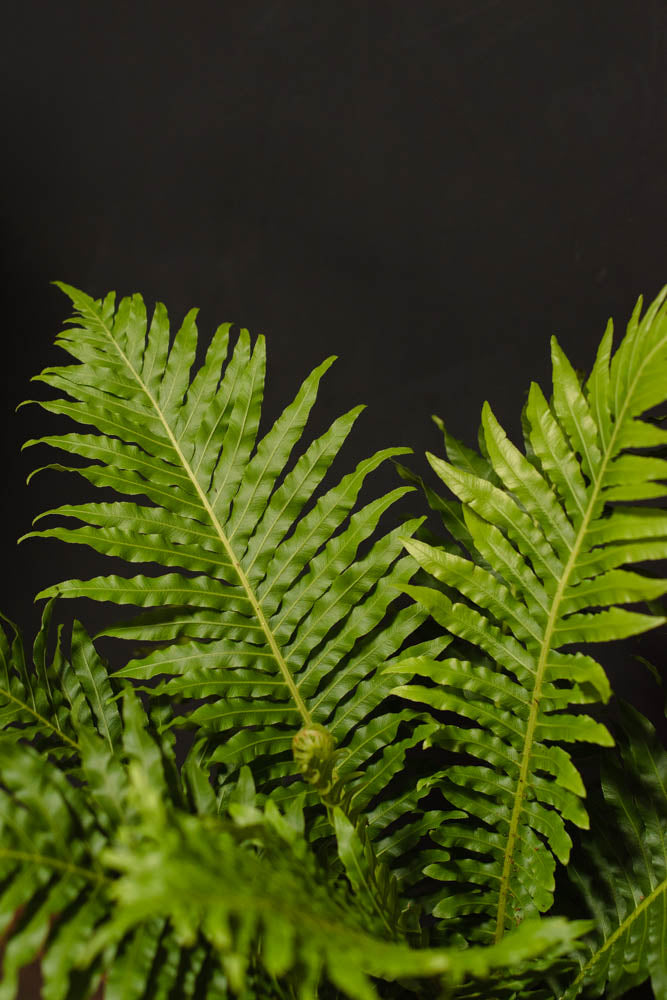 Fern - Blechnum "Silver Lady"