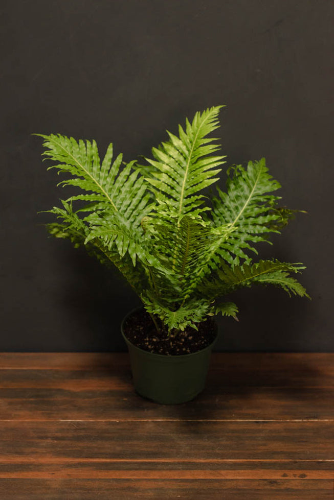 Fern - Blechnum "Silver Lady"