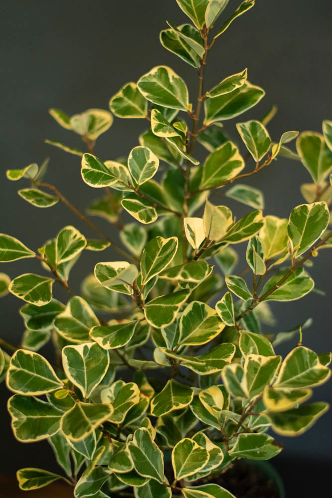 Ficus - Triangularis Variegata