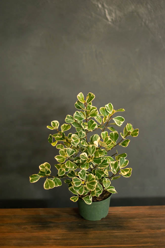 Ficus - Triangularis Variegata