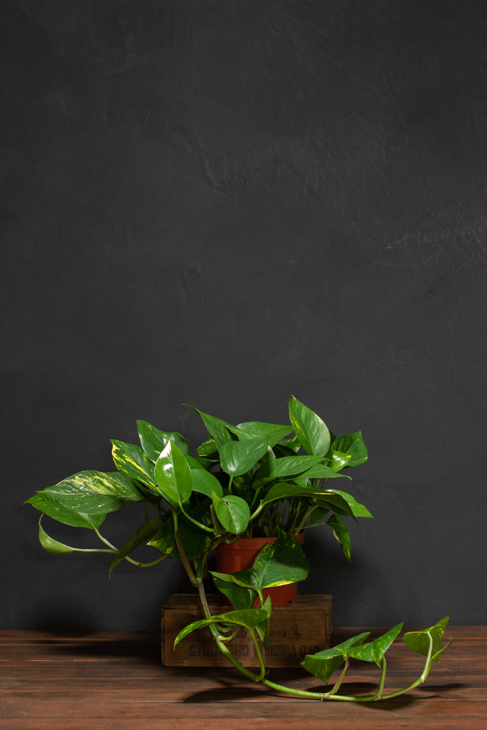 pothos legacies Pothos