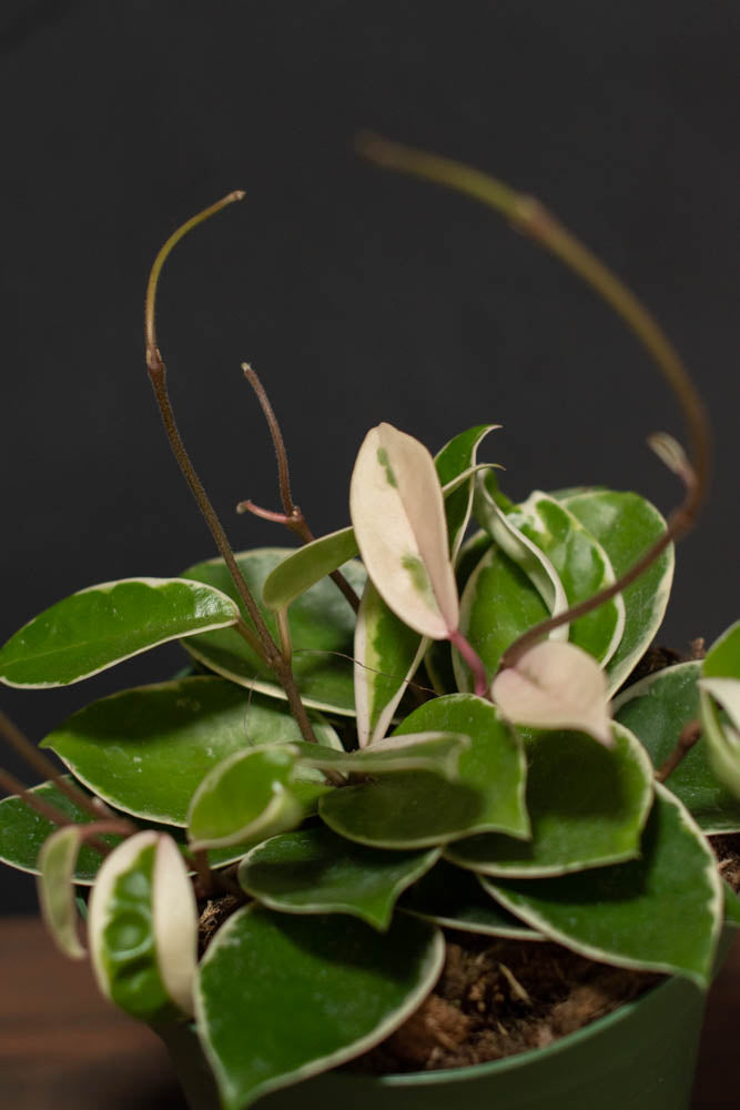 Hoya - Krimson Queen – Crimson Horticultural Rarities