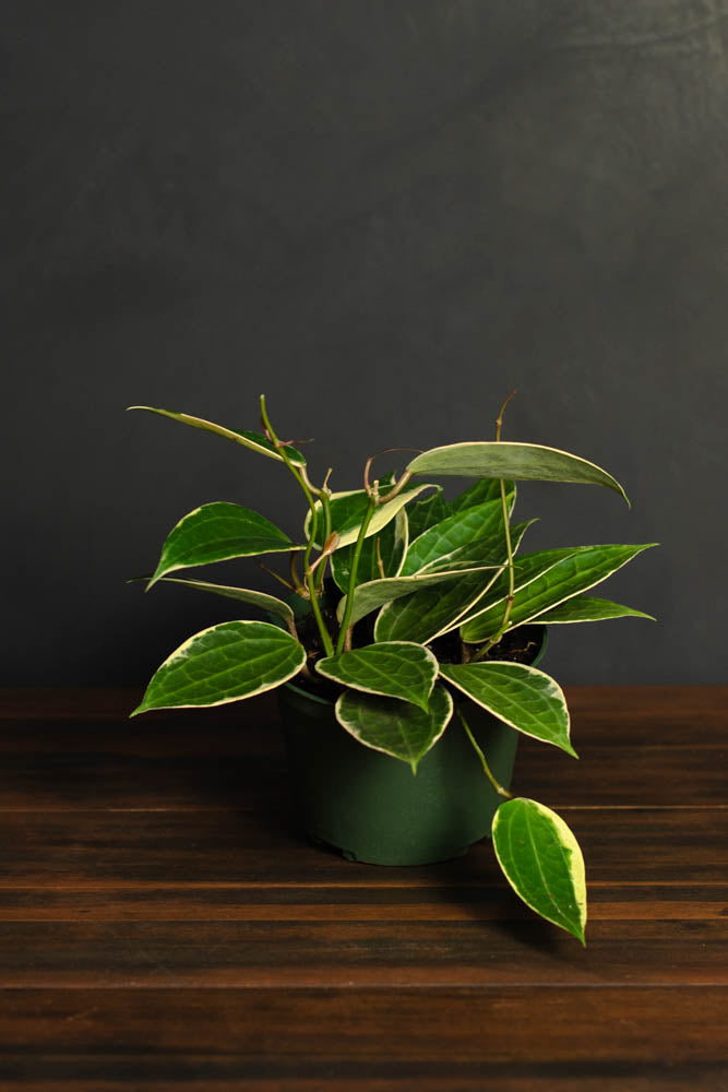Hoya - Macrophylla Variegata