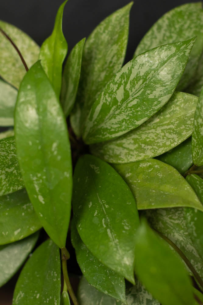 Large - Hoya - Pubicalyx