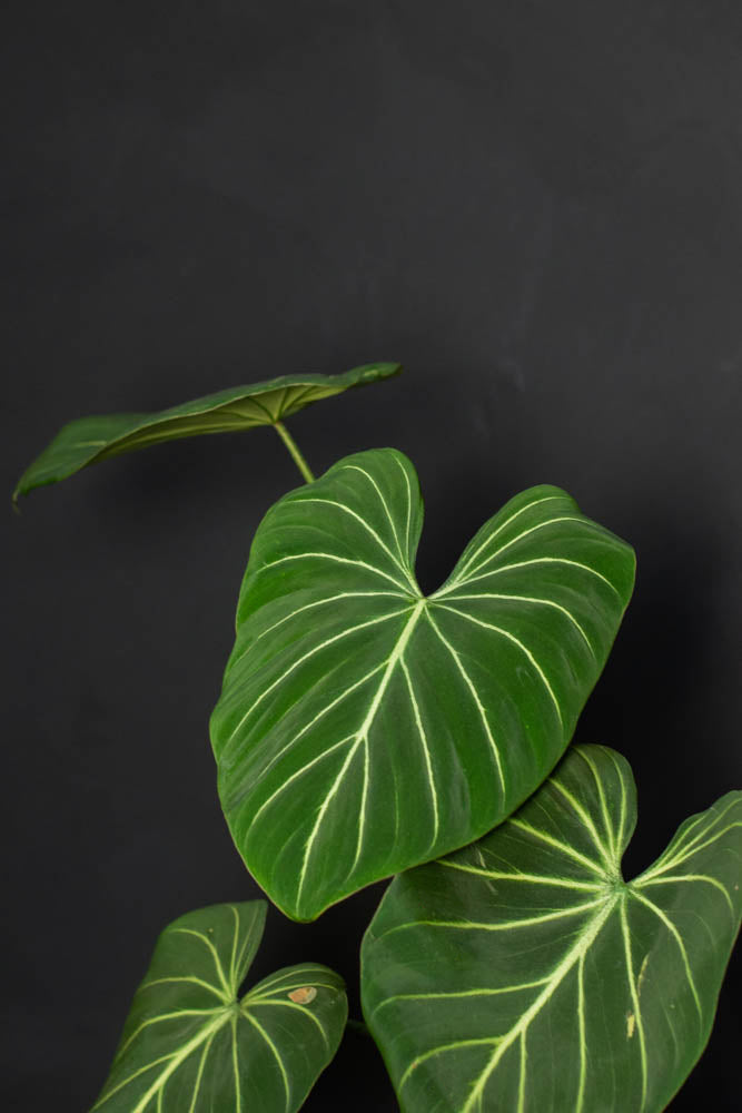 mature philodendron gloriosum Philodendron