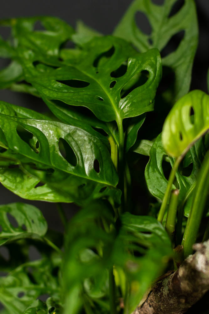 Large - Monstera - Adansonii “Swiss Cheese”