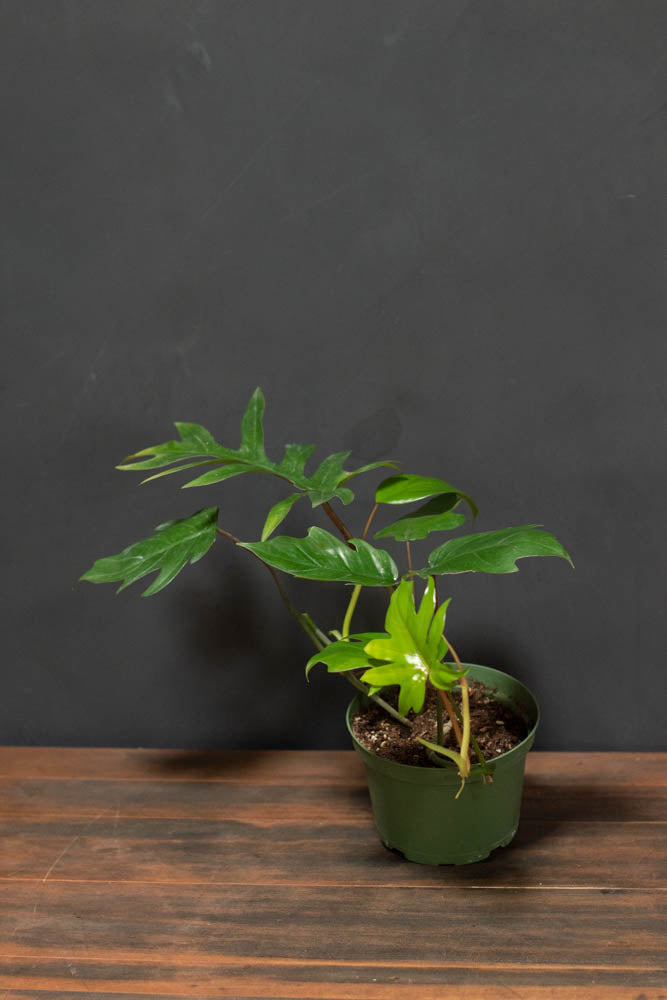 Crimson Horticultural Rarities Philodendron Mayoi - Thumbnail 3