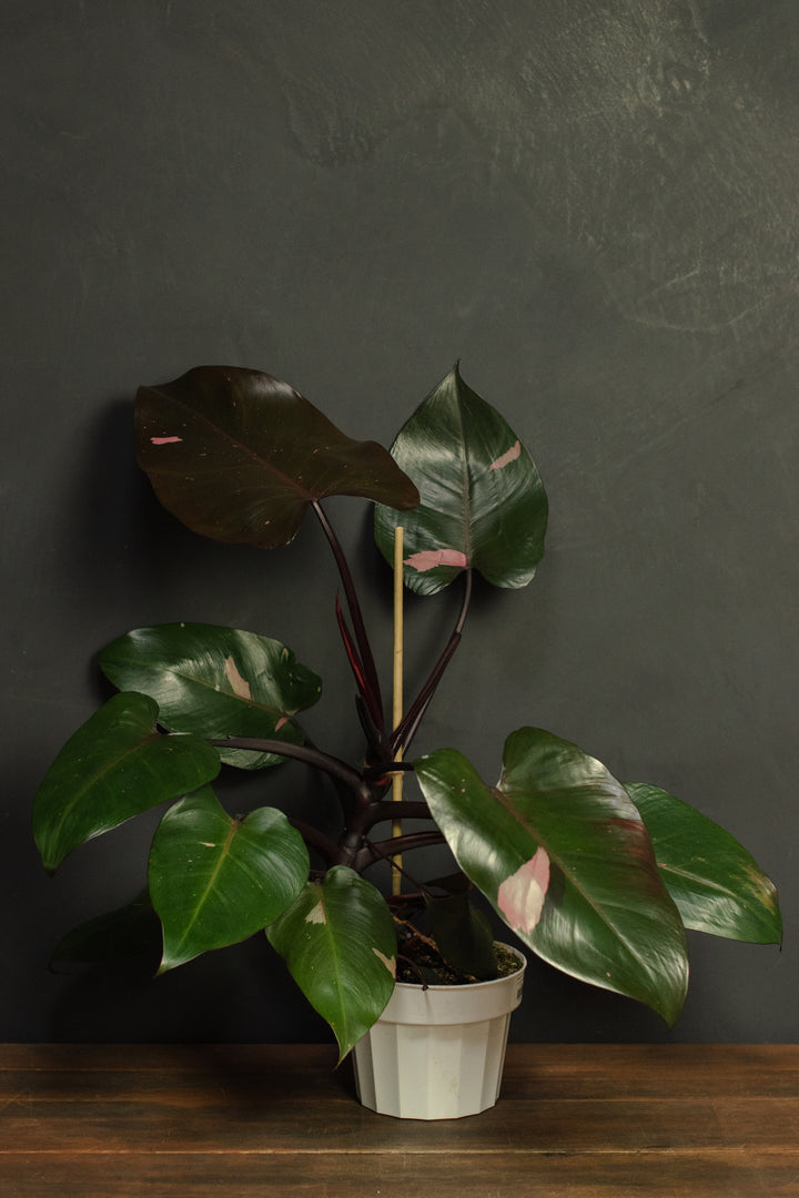 Philodendron - Pink Princess