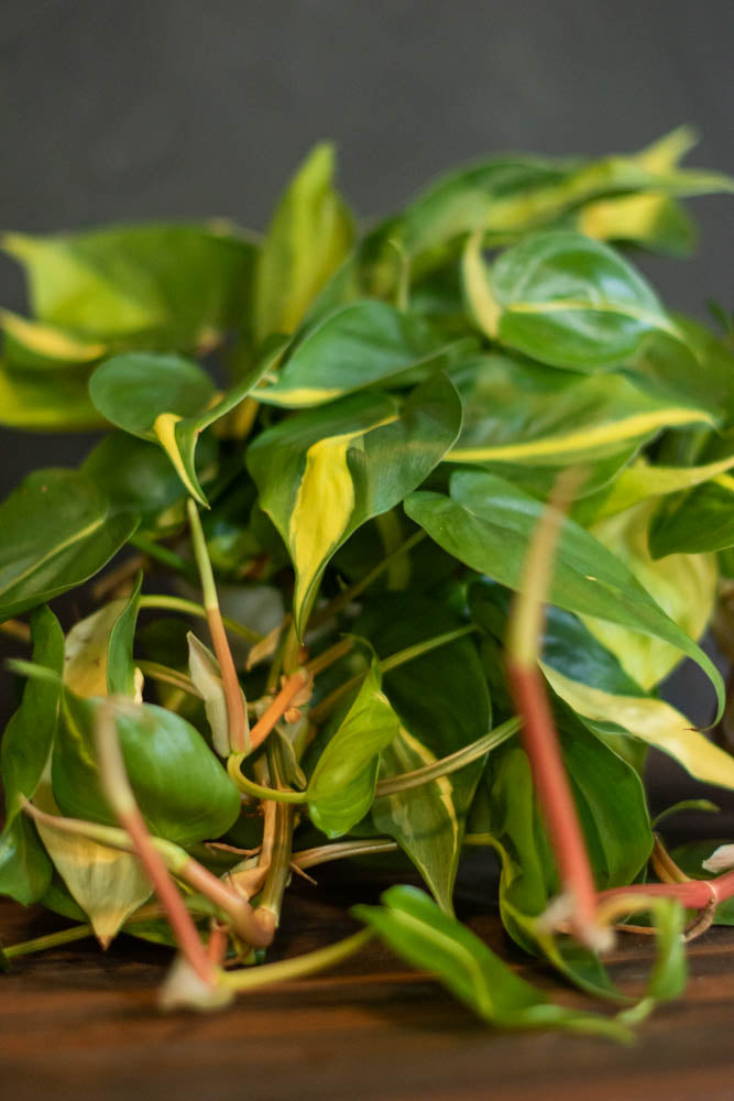 philodendron brasil yellow Philodendron