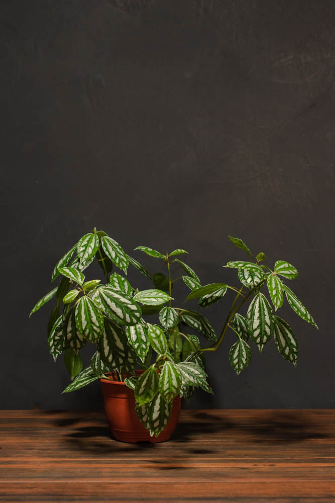 Pilea - Cadierei Minima "Aluminum"