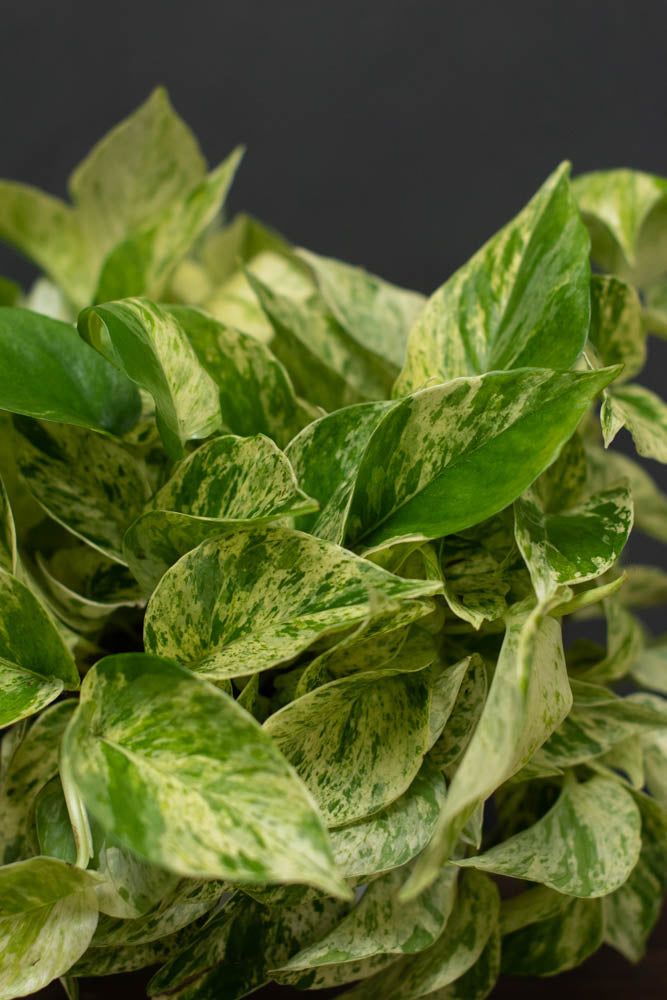 Large - Pothos - Marble Queen