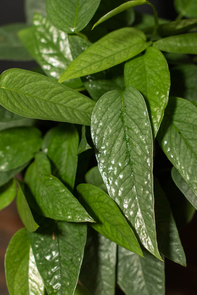 Large - Pothos - Cebu Blue