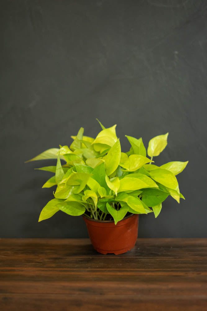 Pothos - Neon