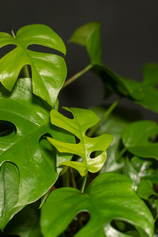 Large - Rhaphidophora - Tetrasperma "Mini Monstera"