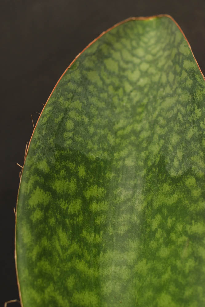 Crimson Horticultural Rarities Sansevieria Masoniana Whale Fin