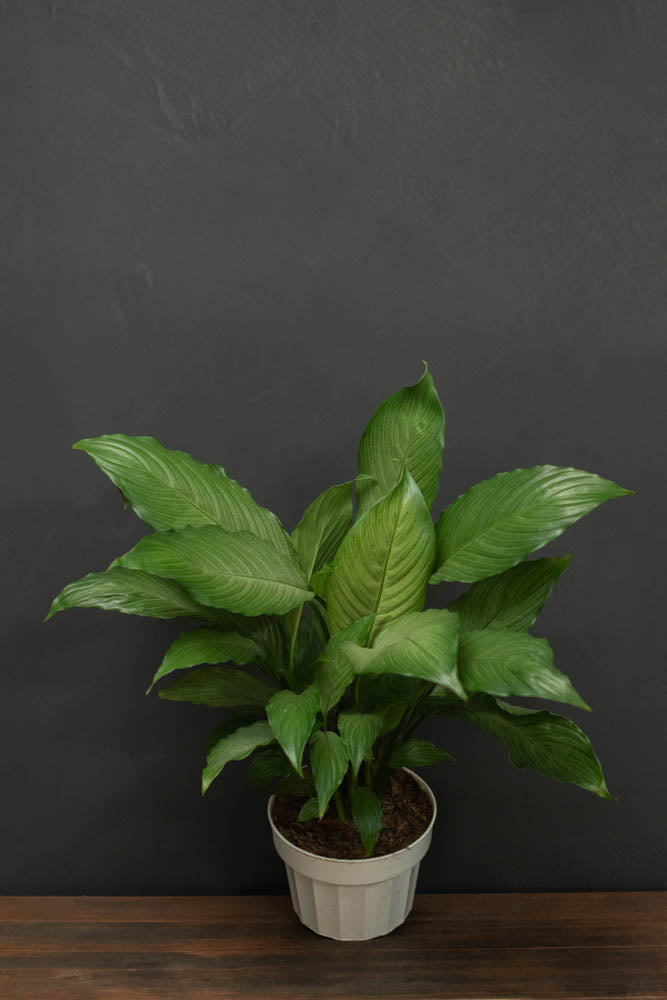 Spathiphyllum - Platinum Mist