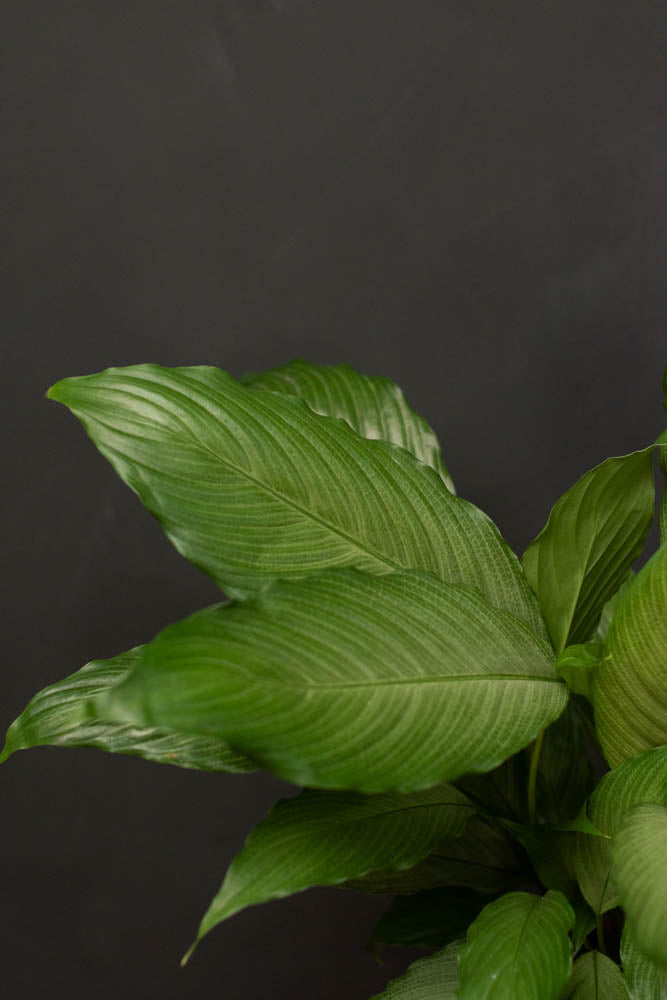 Spathiphyllum - Platinum Mist