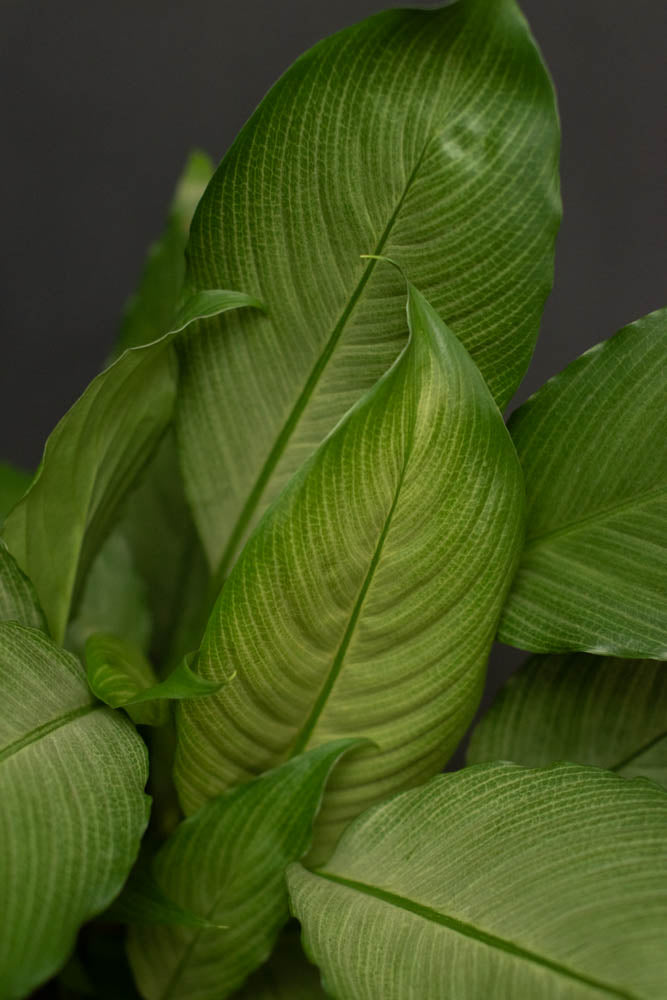 Spathiphyllum - Platinum Mist