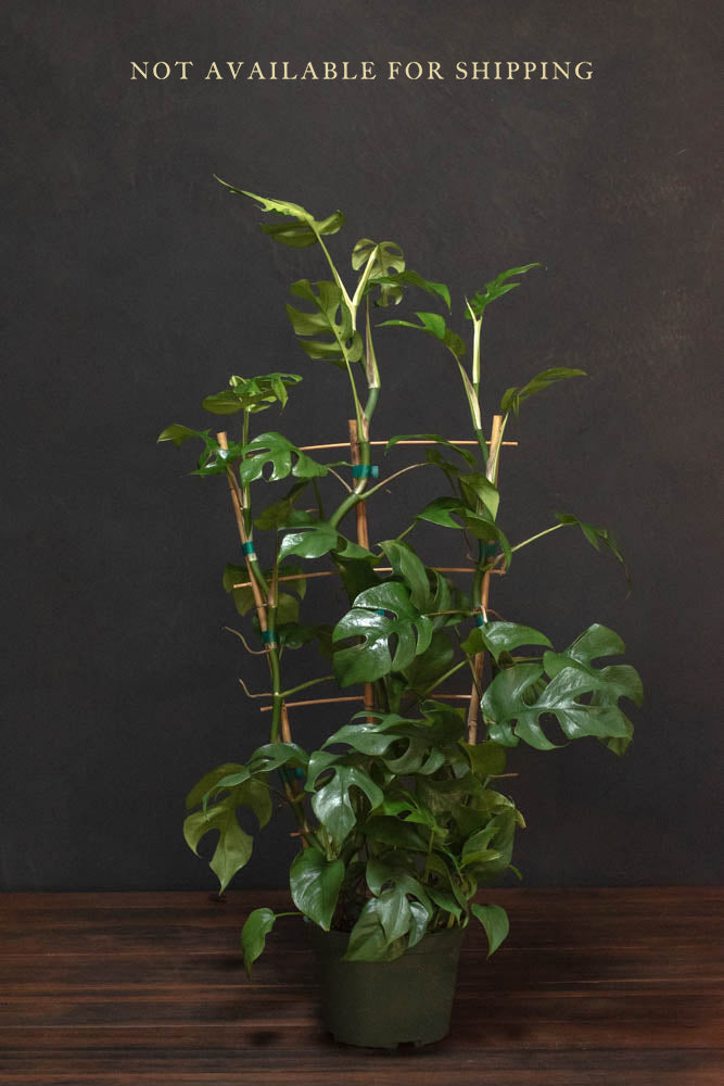 Large - Rhaphidophora - Tetrasperma "Mini Monstera"