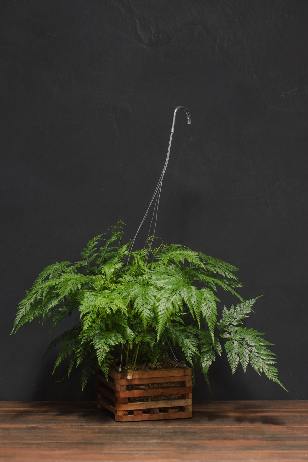 Fern - Rabbit's Foot