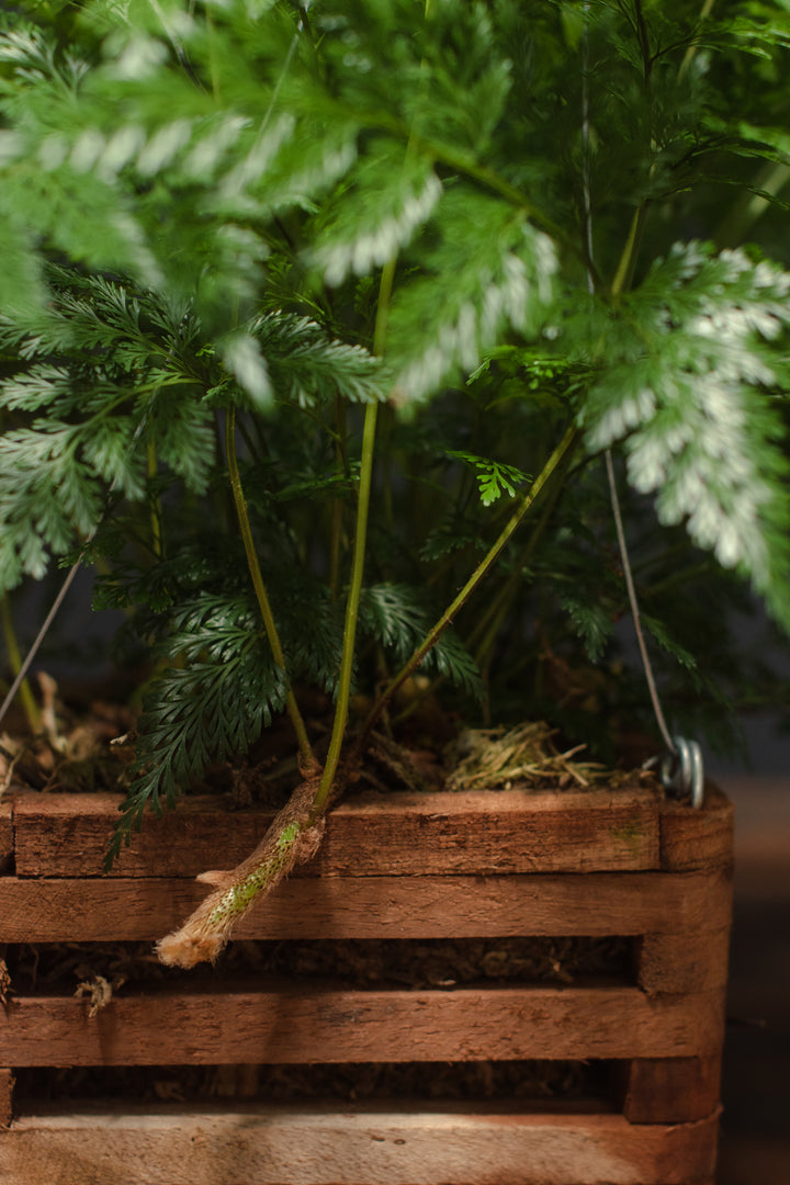 Fern - Rabbit's Foot