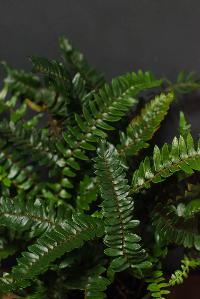 Fern - Pellea Falcata