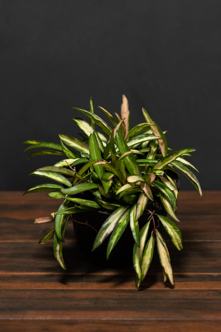 Hoya - Variegated Wayetii