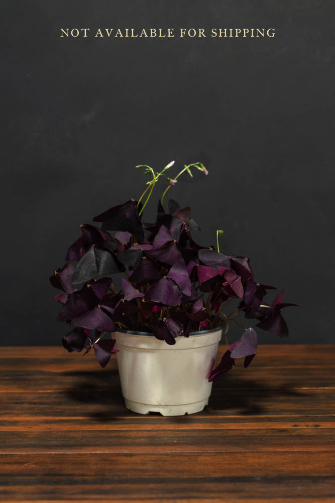 Oxalis - Triangularis Purple