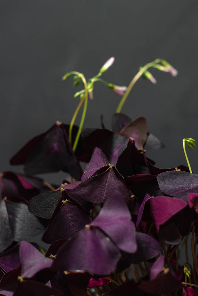 Oxalis - Triangularis Purple