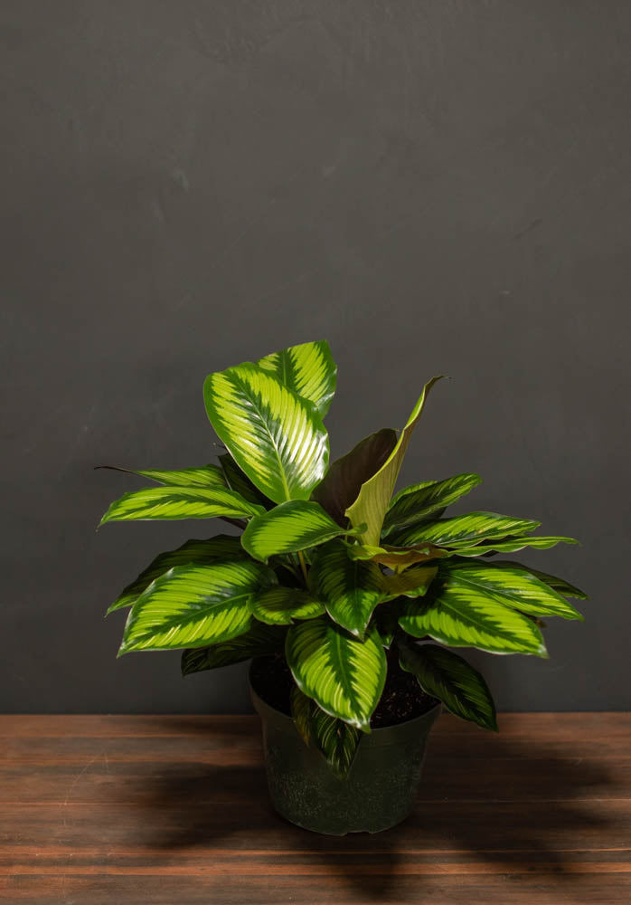 Calathea - Beauty Star