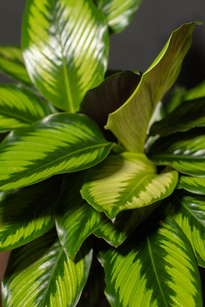 Calathea - Beauty Star