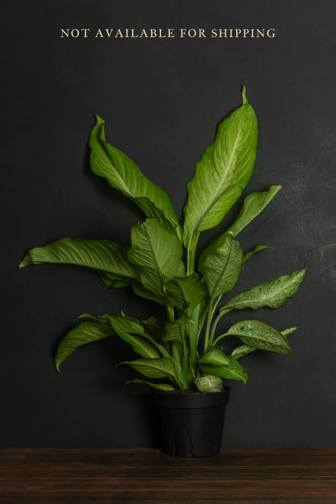 Large - Dieffenbachia - Camouflage