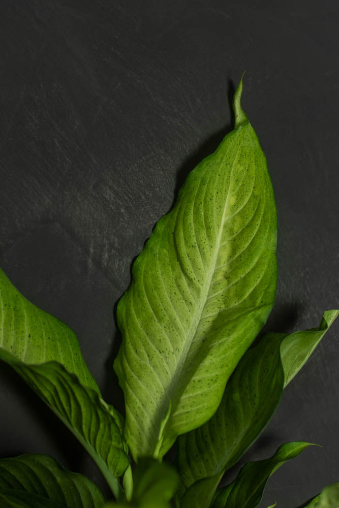 Large - Dieffenbachia - Camouflage